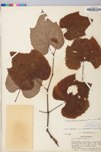 Vitis aestivalis var. argentifolia image