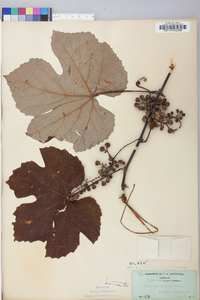 Vitis aestivalis var. argentifolia image