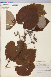 Vitis aestivalis var. argentifolia image