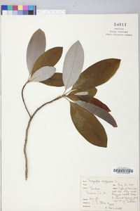 Magnolia virginiana image