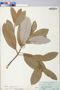 Magnolia viginiana image