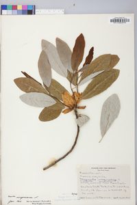 Magnolia viginiana image