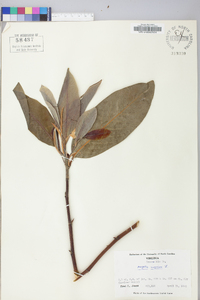 Magnolia virginiana image