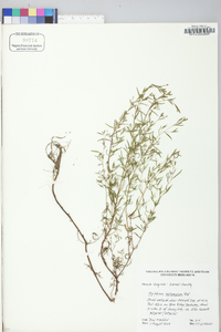 Epilobium leptophyllum image