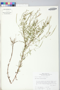 Epilobium leptophyllum image