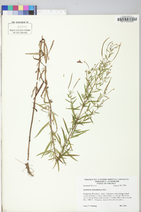 Epilobium leptophyllum image