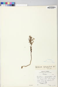 Epilobium leptophyllum image