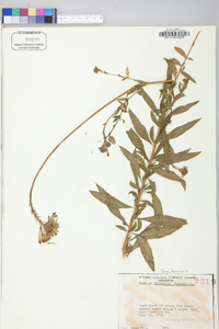 Oenothera gaura image