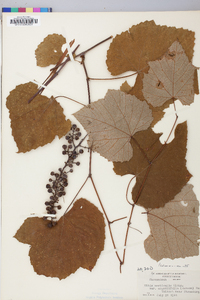 Vitis aestivalis var. argentifolia image