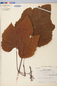 Vitis aestivalis var. argentifolia image