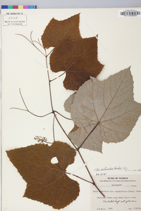 Vitis aestivalis var. argentifolia image