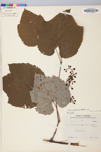 Vitis aestivalis var. argentifolia image