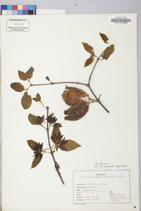 Calycanthus floridus image