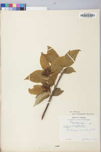 Calycanthus floridus image