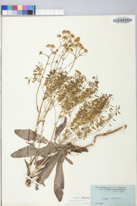 Isatis tinctoria image