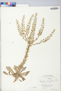 Lepidium campestre image