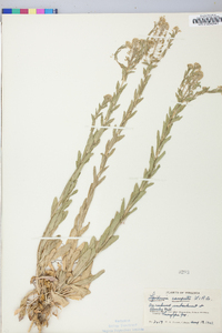 Lepidium campestre image