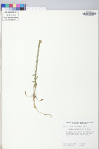 Lepidium campestre image