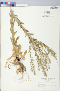 Lepidium campestre image