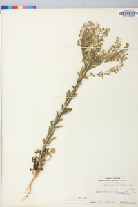 Lepidium campestre image