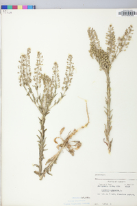 Lepidium campestre image