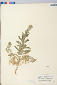 Lepidium campestre image