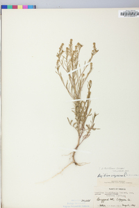 Lepidium densiflorum image