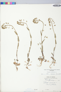 Microthlaspi perfoliatum image