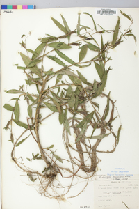 Ludwigia decurrens image