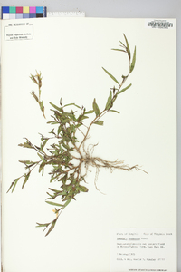 Ludwigia decurrens image