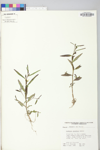 Ludwigia decurrens image