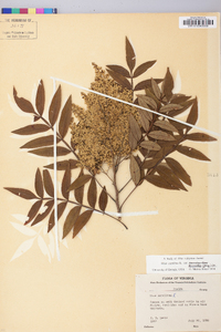 Rhus leucantha image