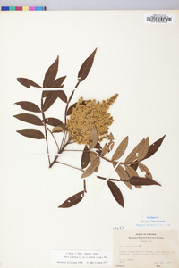 Rhus leucantha image