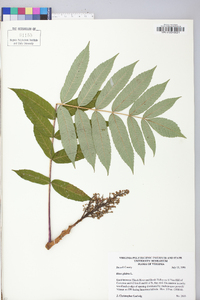 Rhus glabra var. glabra image