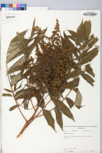 Rhus glabra var. glabra image