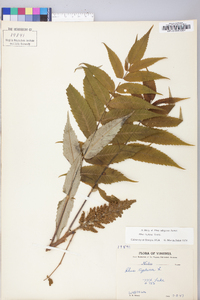 Rhus typhina image