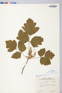 Toxicodendron pubescens image