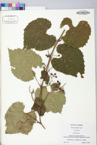 Vitis vulpina image