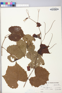 Vitis vulpina image