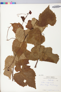 Vitis vulpina image