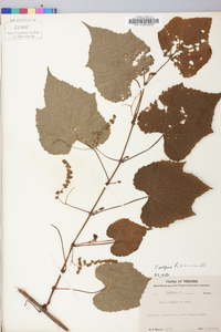 Vitis vulpina image