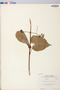 Vitis vulpina image