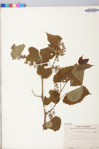 Vitis vulpina image