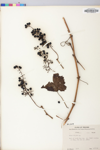 Vitis vulpina image