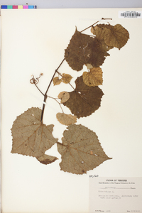 Vitis vulpina image