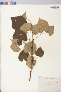 Vitis vulpina image