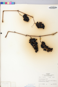 Vitis vulpina image