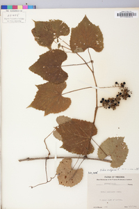 Vitis vulpina image