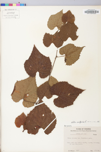 Vitis vulpina image