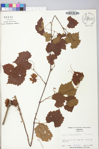 Vitis rotundifolia image